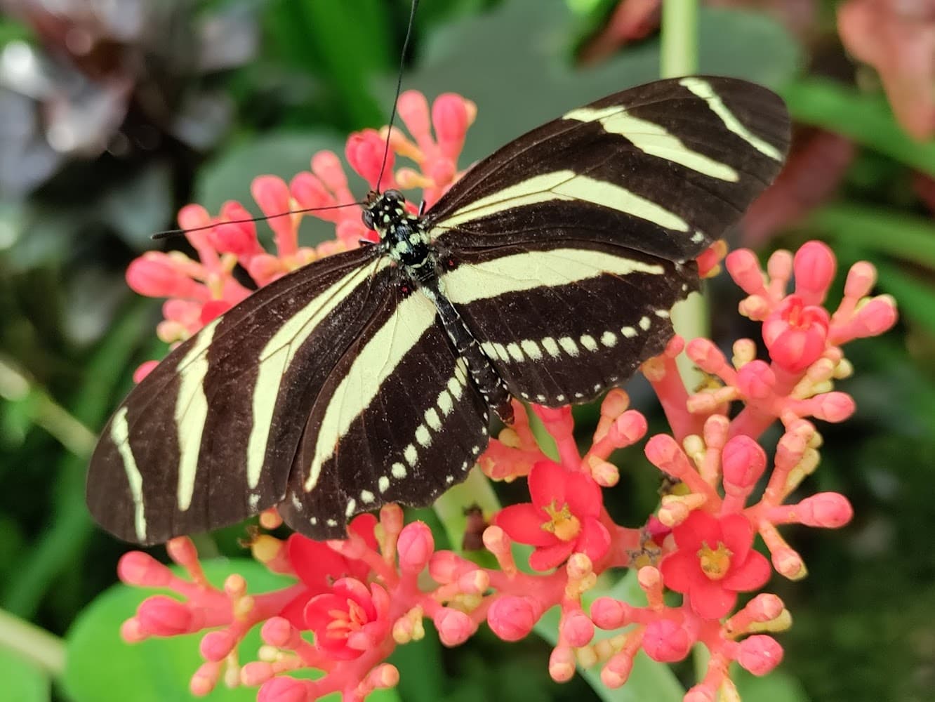 Cabo Blanco Butterfly Farm photo 2