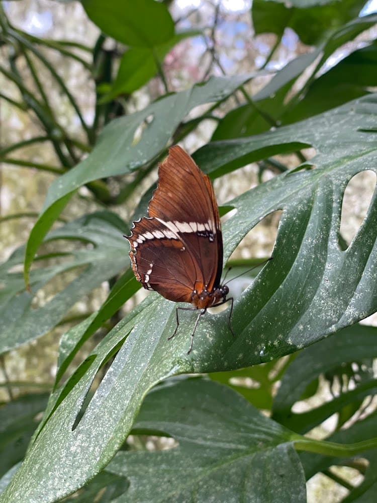 Cabo Blanco Butterfly Farm photo 3